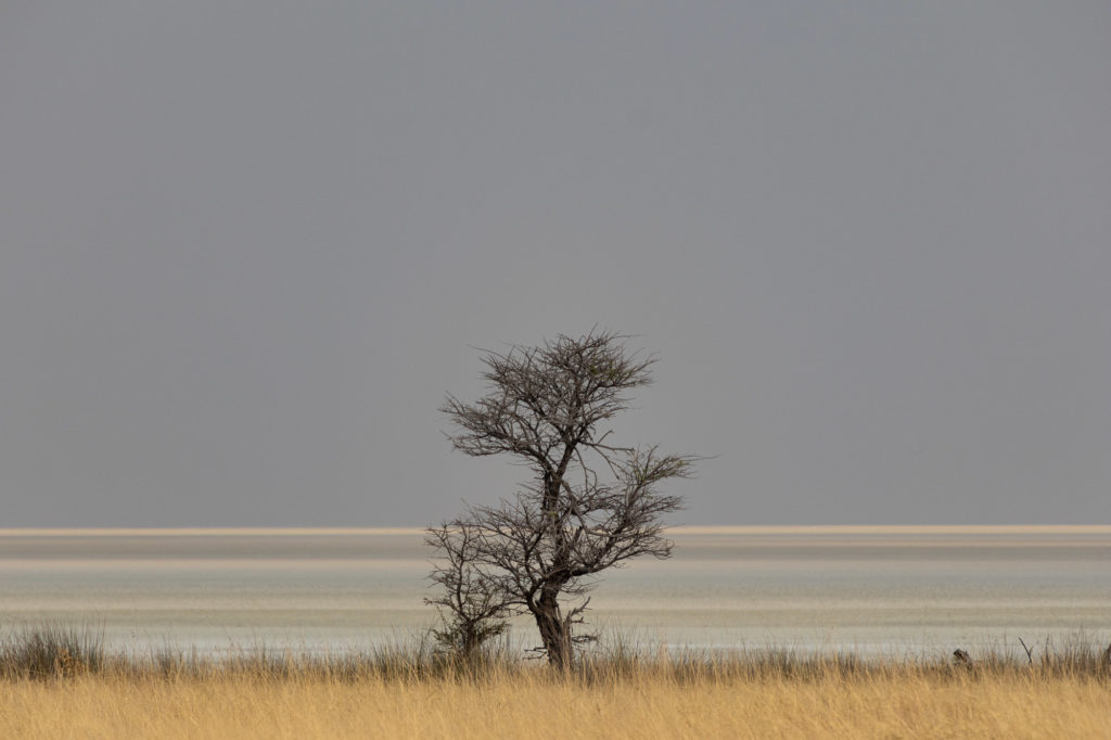 Image of single spiky, leafless tree against saltflats. Image used to represent books catagorised as having a strong sense of place.or presence 