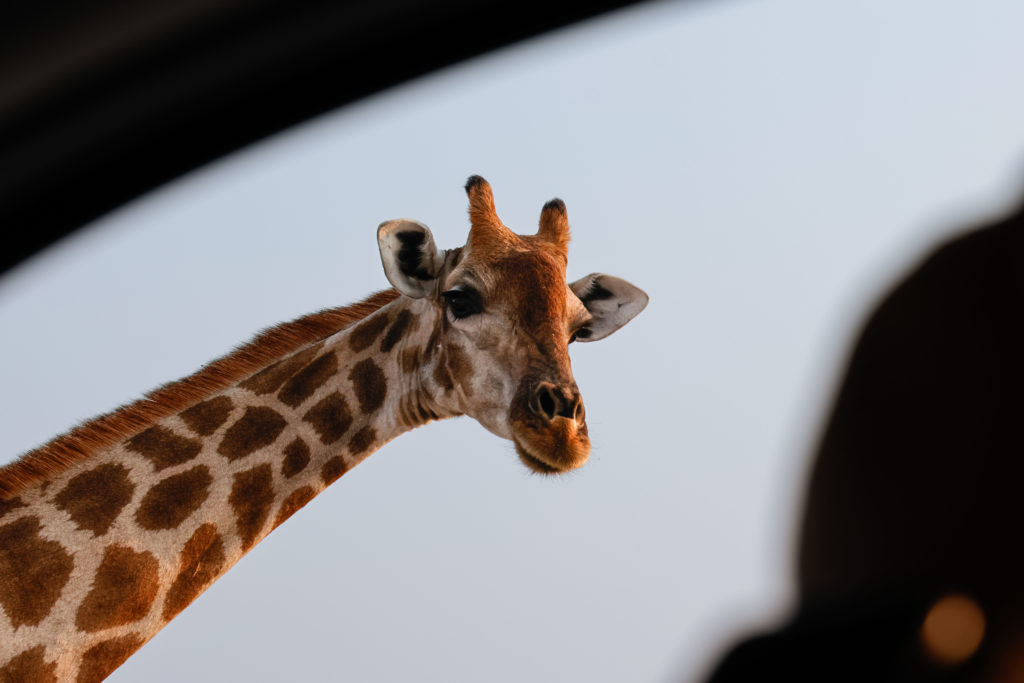 A picture of a giraffe pearing into an open window